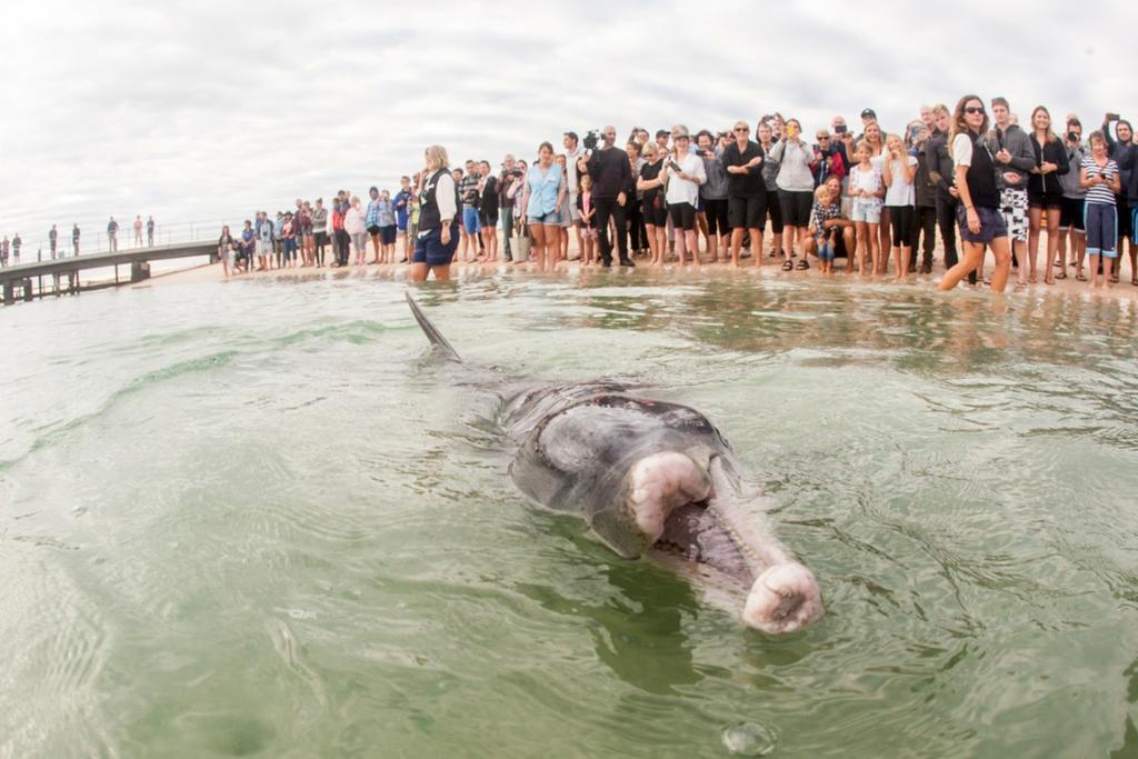 Rac Monkey Mia Dolphin Resort Экстерьер фото