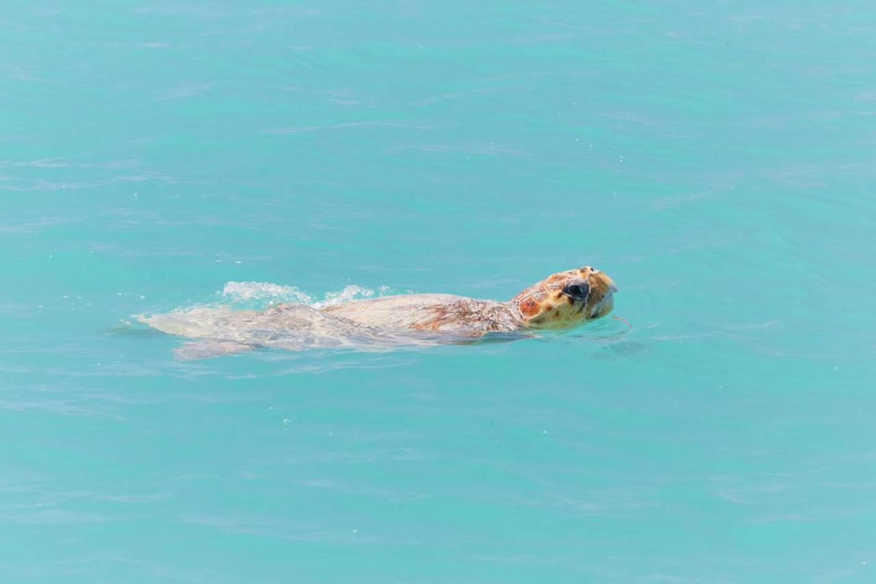 Rac Monkey Mia Dolphin Resort Экстерьер фото